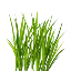 Lawn